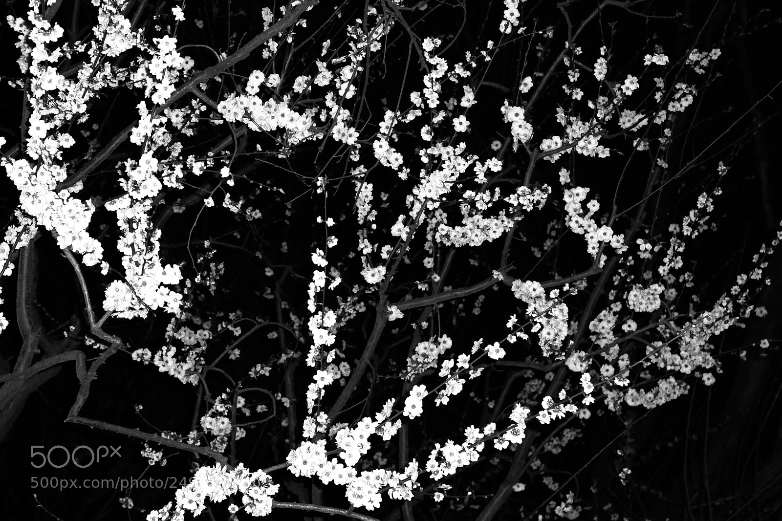Fujifilm X100T sample photo. Plum blossoms at night photography