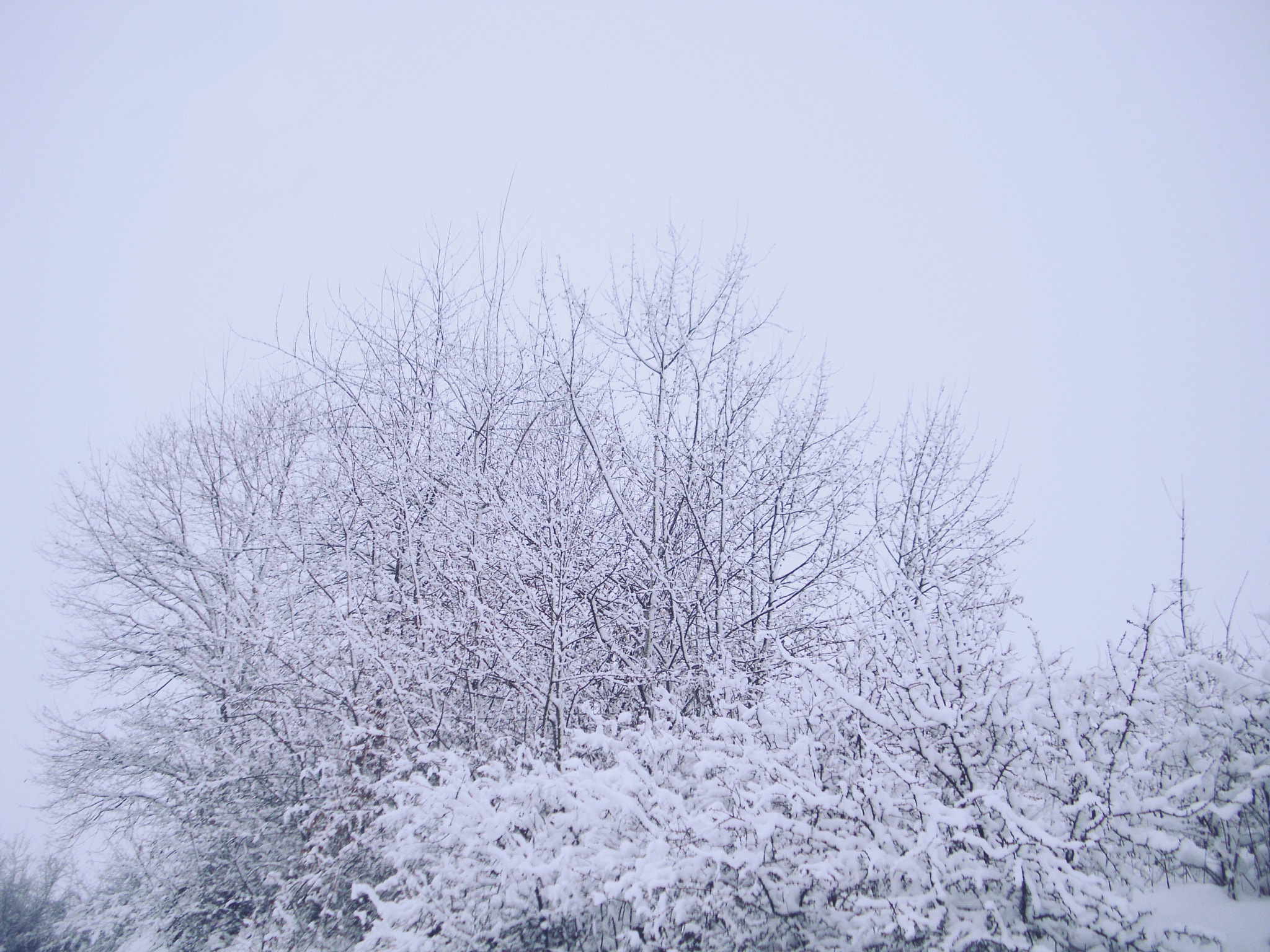 Benq DC C1060 sample photo. Winter photography