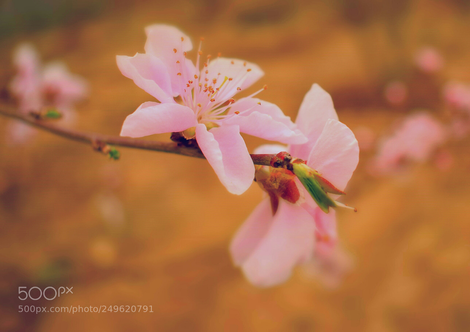 Nikon D3300 sample photo. Bloom photography