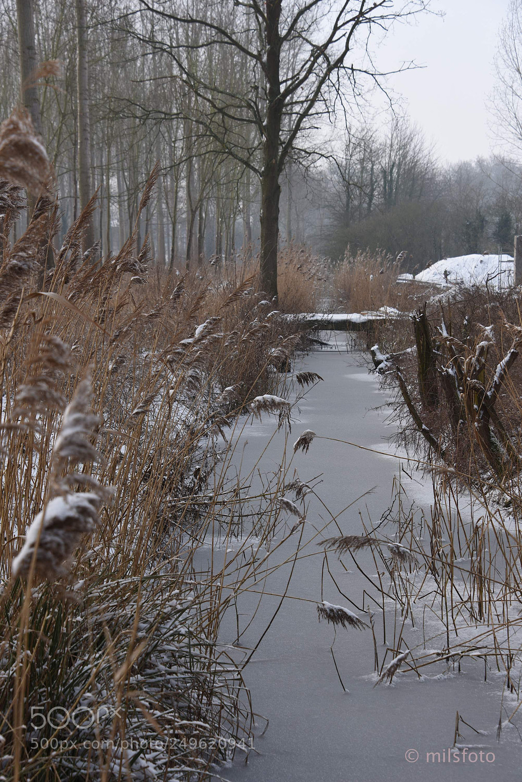 Nikon D810 sample photo. Frozen canal photography
