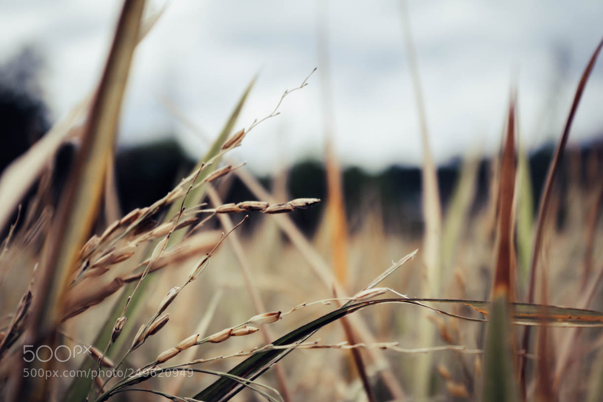 Canon EOS 760D (EOS Rebel T6s / EOS 8000D) sample photo. My self photography