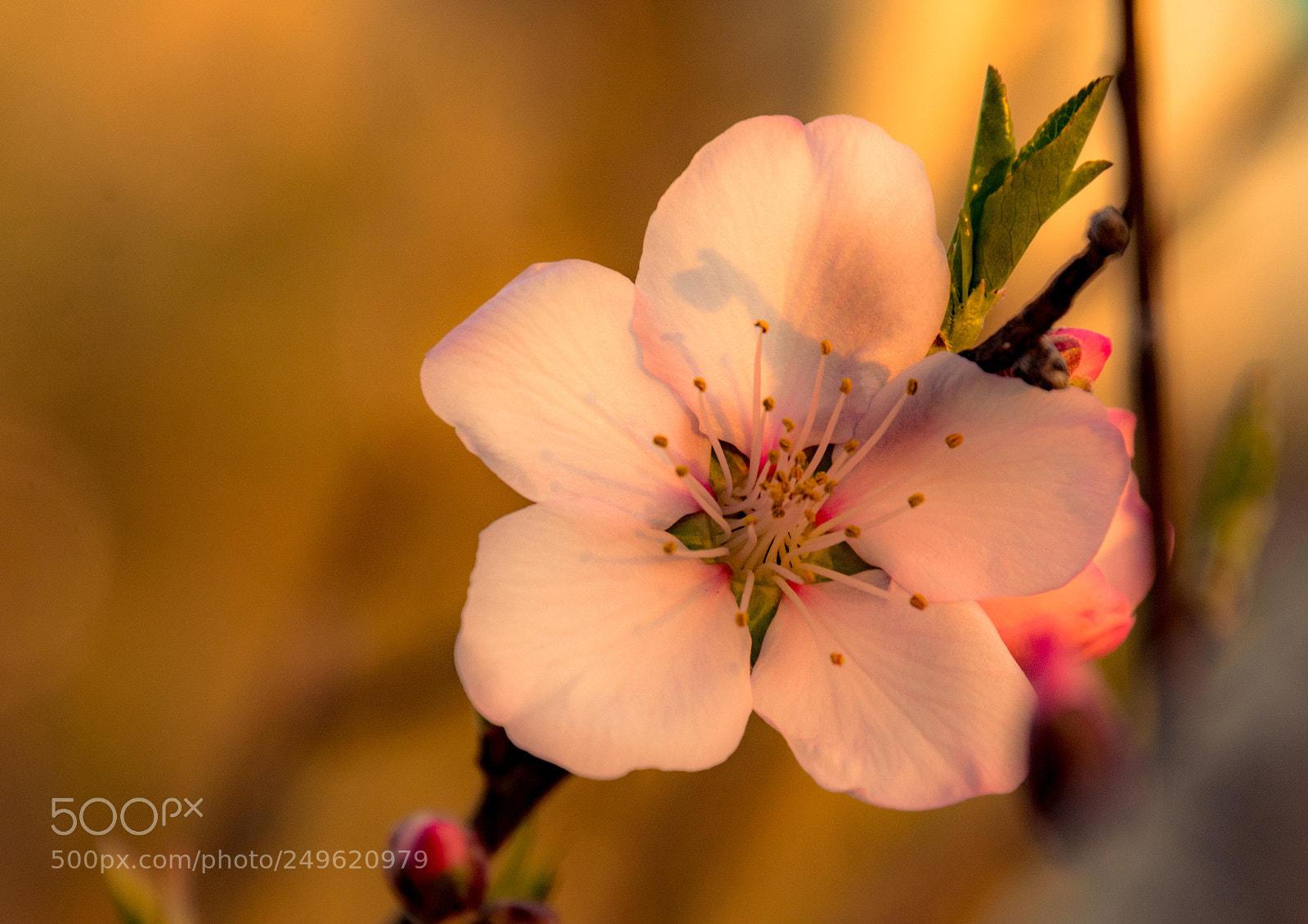 Nikon D7100 sample photo. Armond flower photography