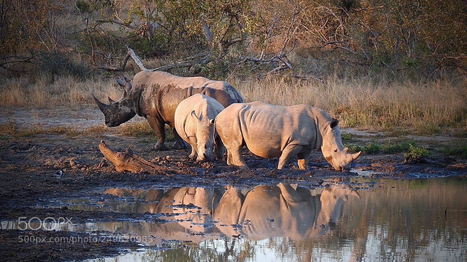 Nikon Coolpix P900 sample photo. White rhinos in the photography