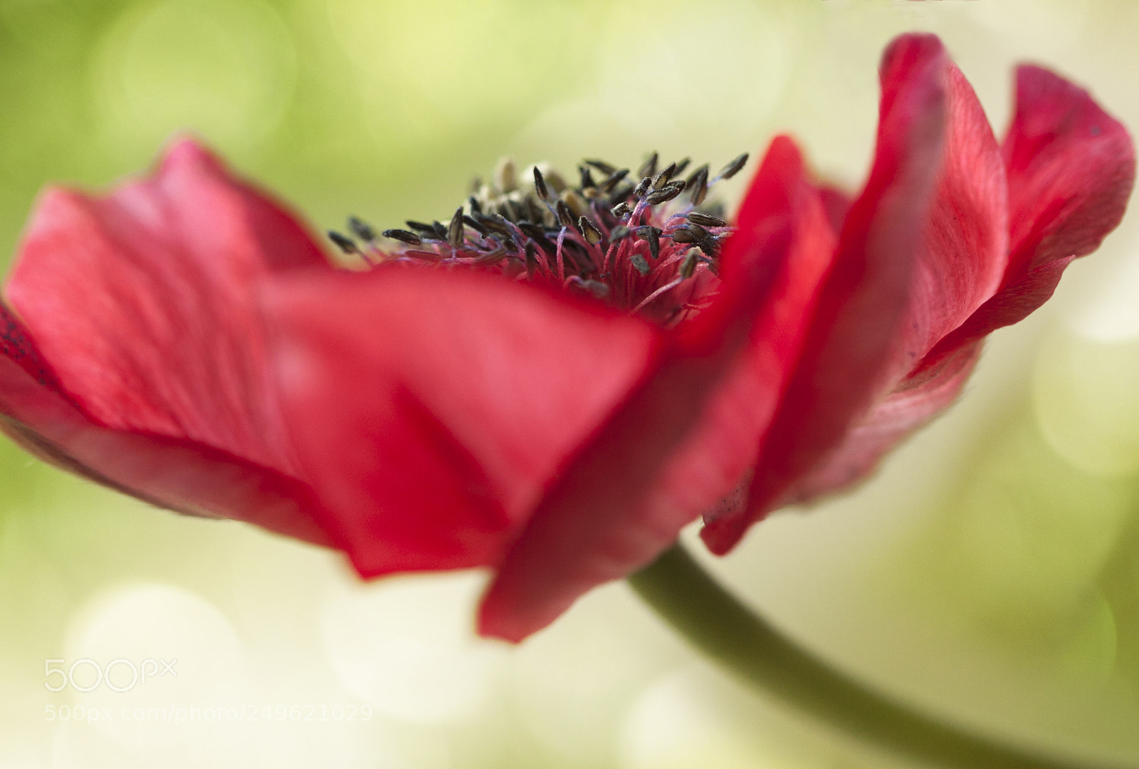 Canon EOS 50D sample photo. Dancing into the wind photography