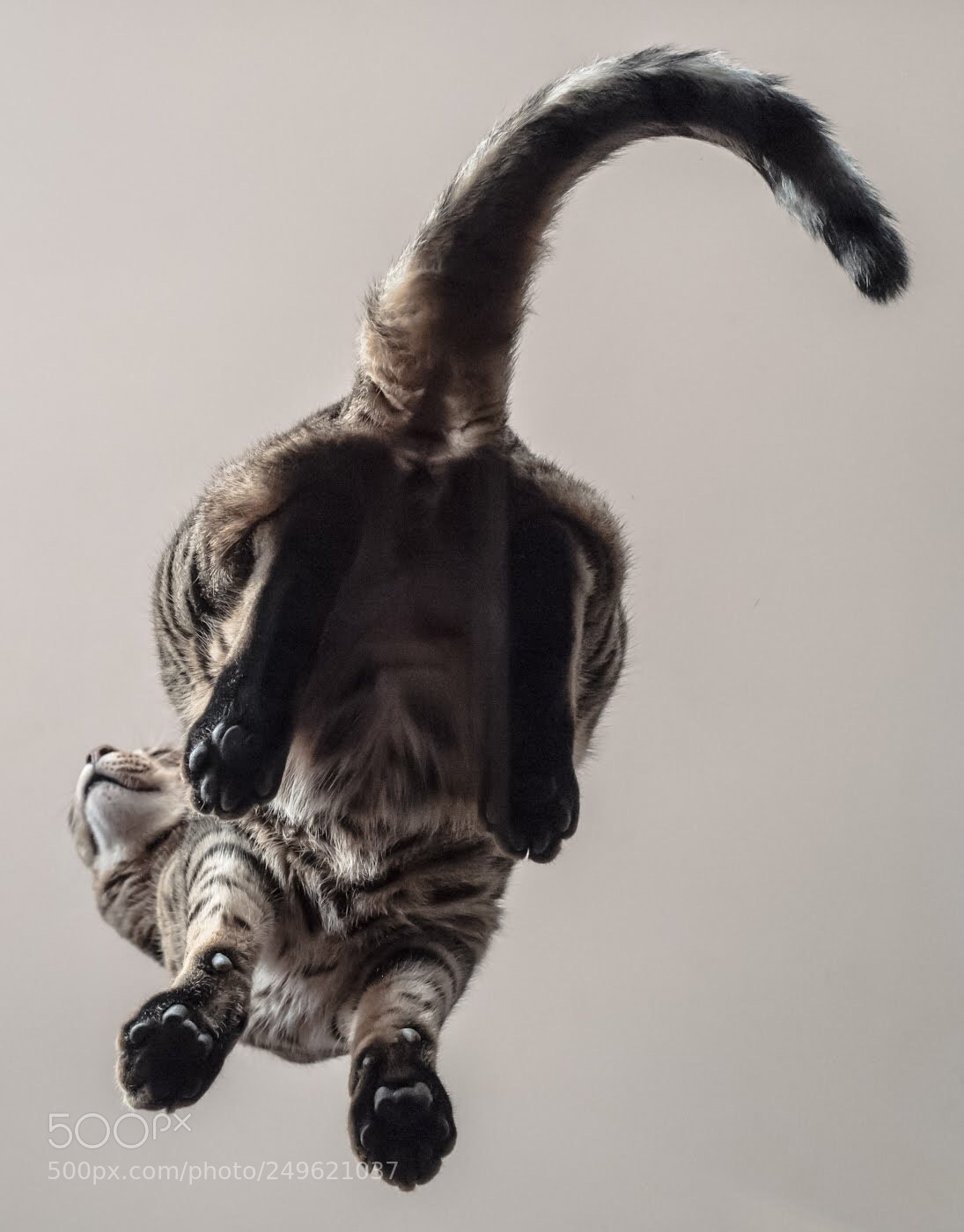 Leica Q (Typ 116) sample photo. Cat from below photography