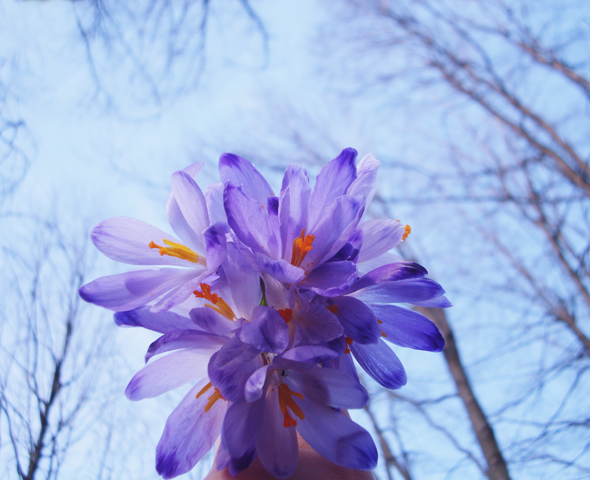 Benq DC C1060 sample photo. .. photography