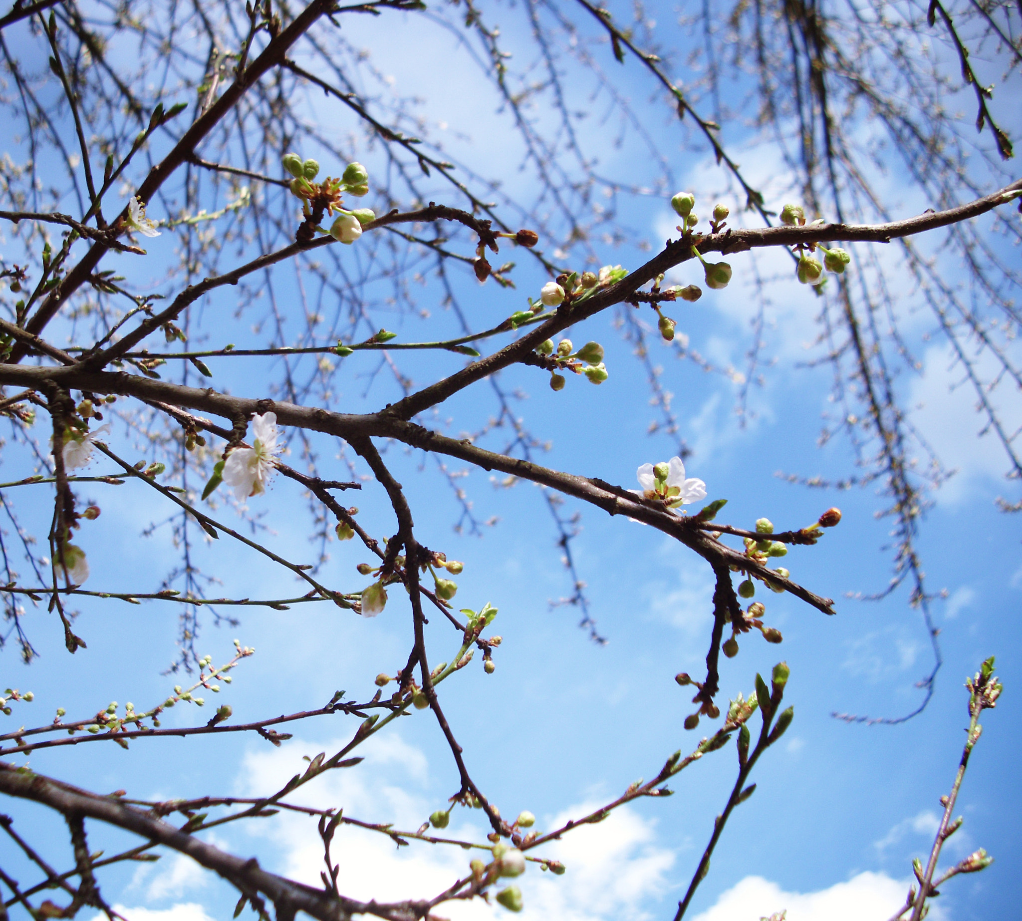 Benq DC C1060 sample photo. ... photography