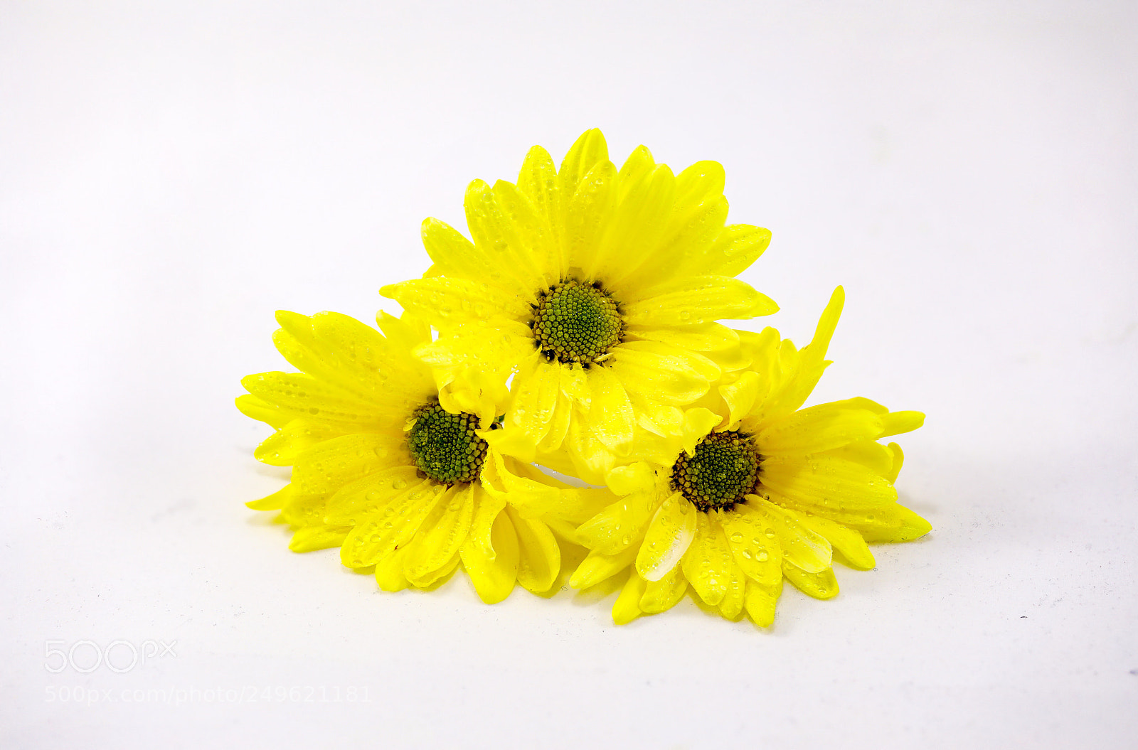 Canon EOS 5D Mark IV sample photo. 3 yellow easter daisies photography