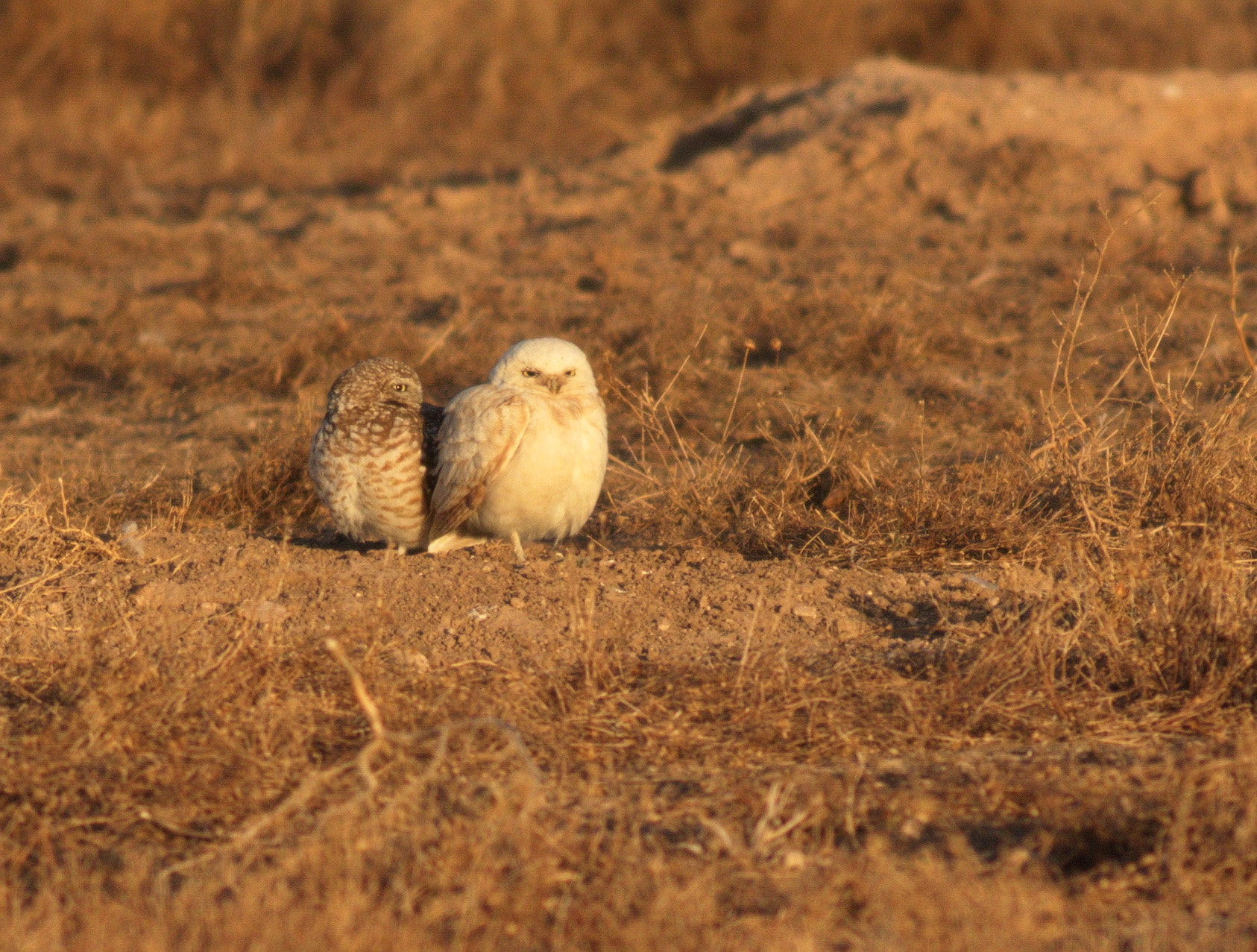 Canon EOS 7D Mark II + Canon EF 400mm F5.6L USM sample photo. Leucistic burrow owl and mate photography