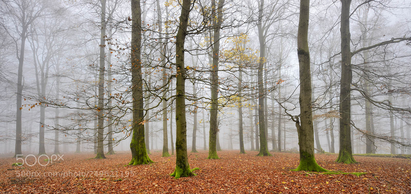 Nikon D800 sample photo. Welcome, wanderer ... photography