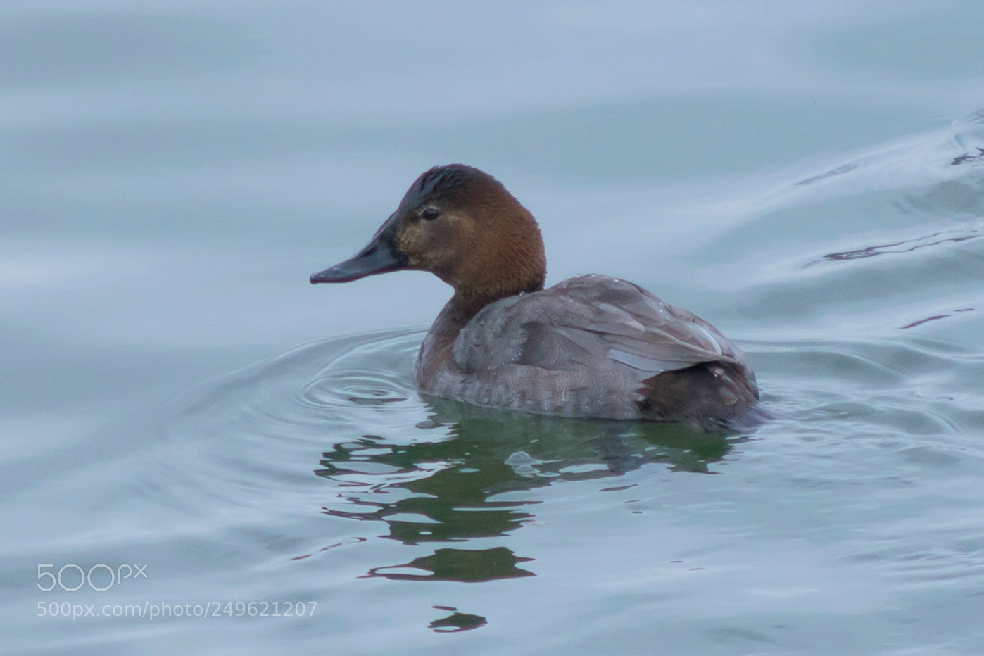 Nikon D5300 sample photo. Common pochard duck aythya photography
