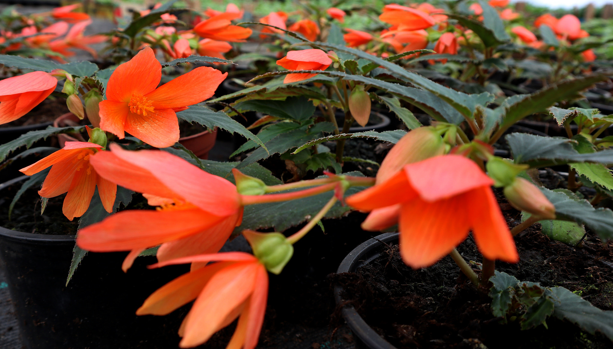 Canon EOS M5 sample photo. Begonia boliviensis photography