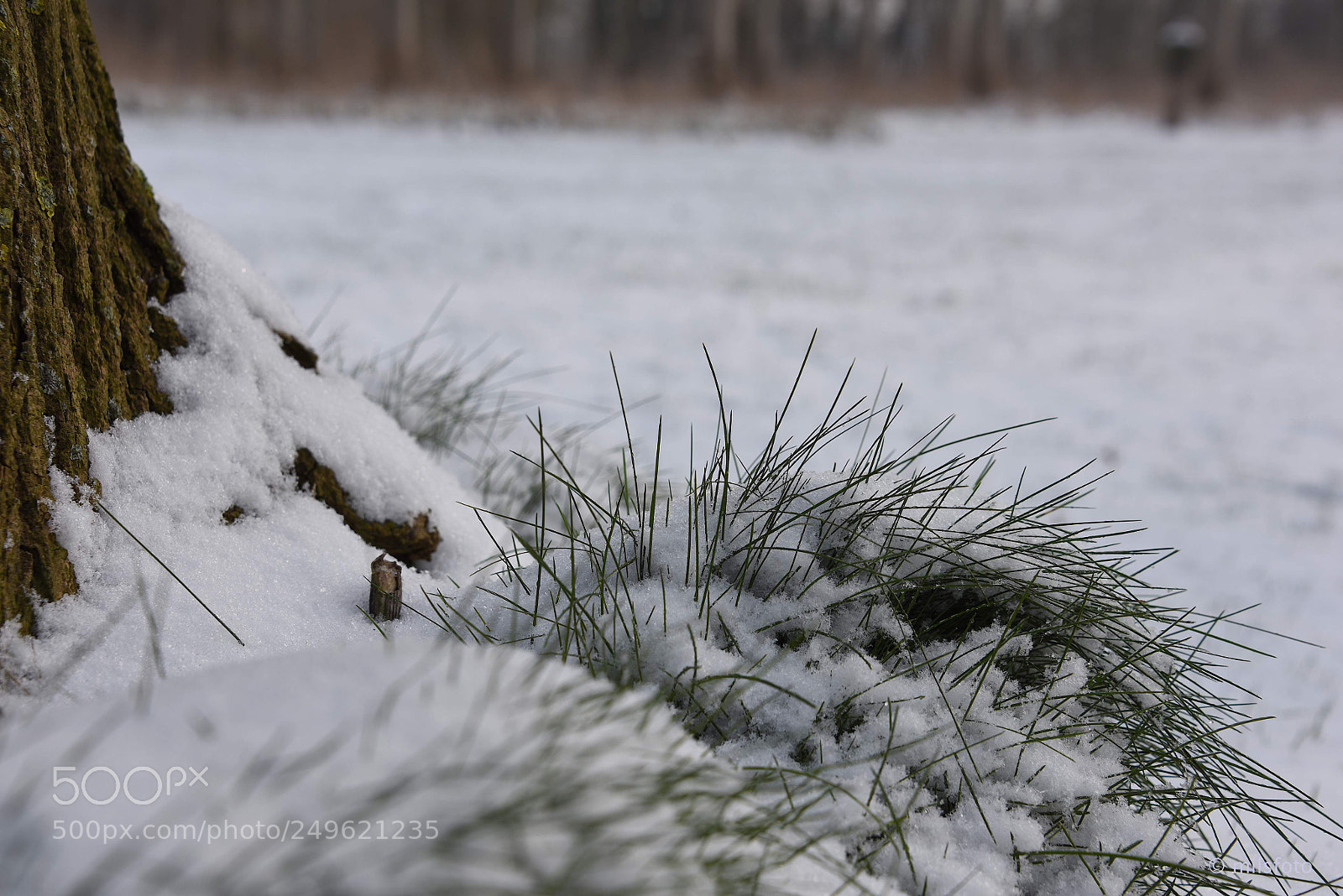 Nikon D810 sample photo. The beauty of snow photography