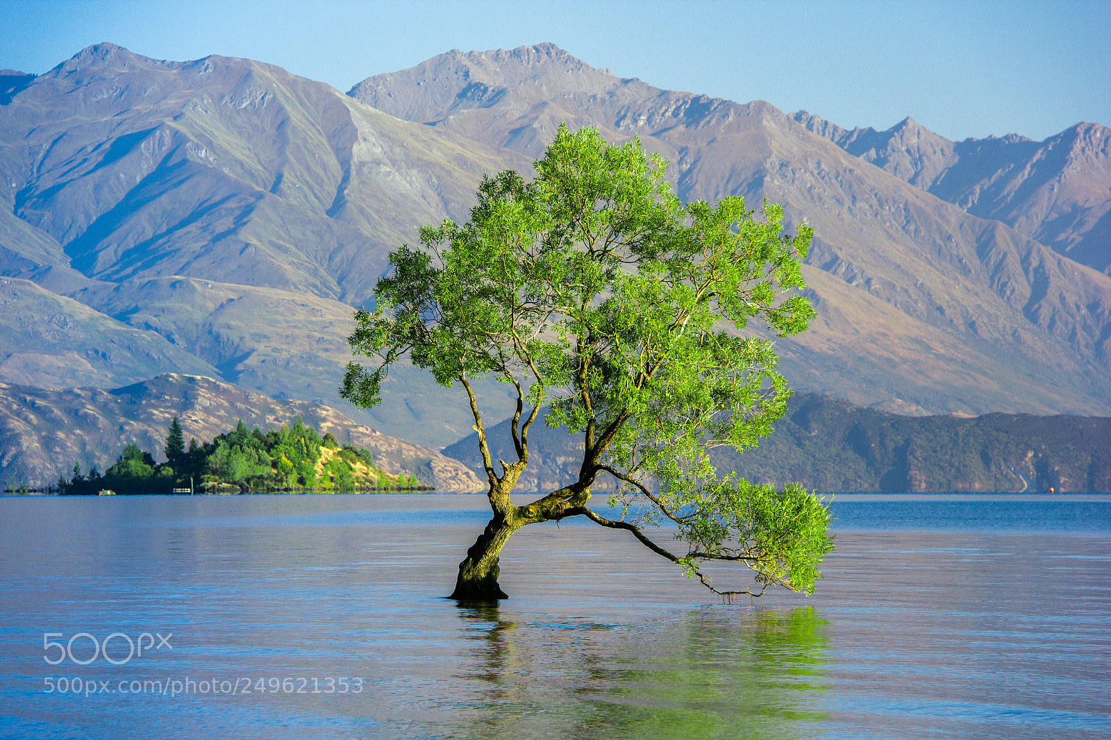 Canon EOS 60D sample photo. That wanaka tree photography