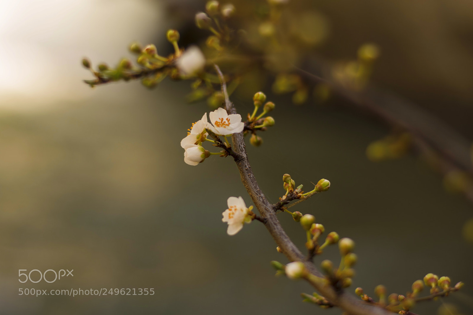 Nikon D5600 sample photo. Tender photography