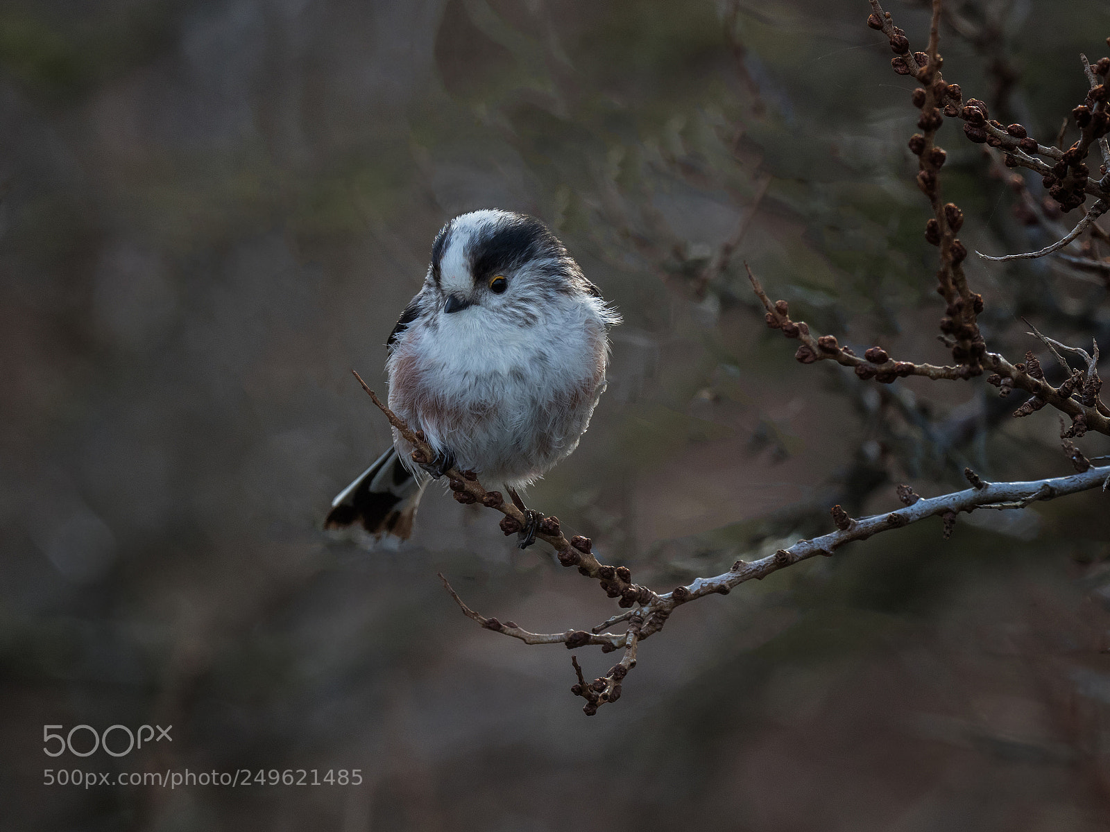 Olympus OM-D E-M1 Mark II sample photo. Long tailed tit photography