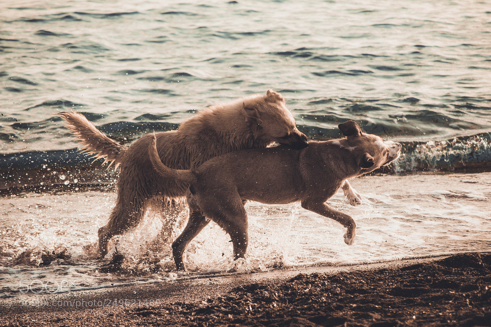 Canon EOS 70D sample photo. Stray dogs on the photography