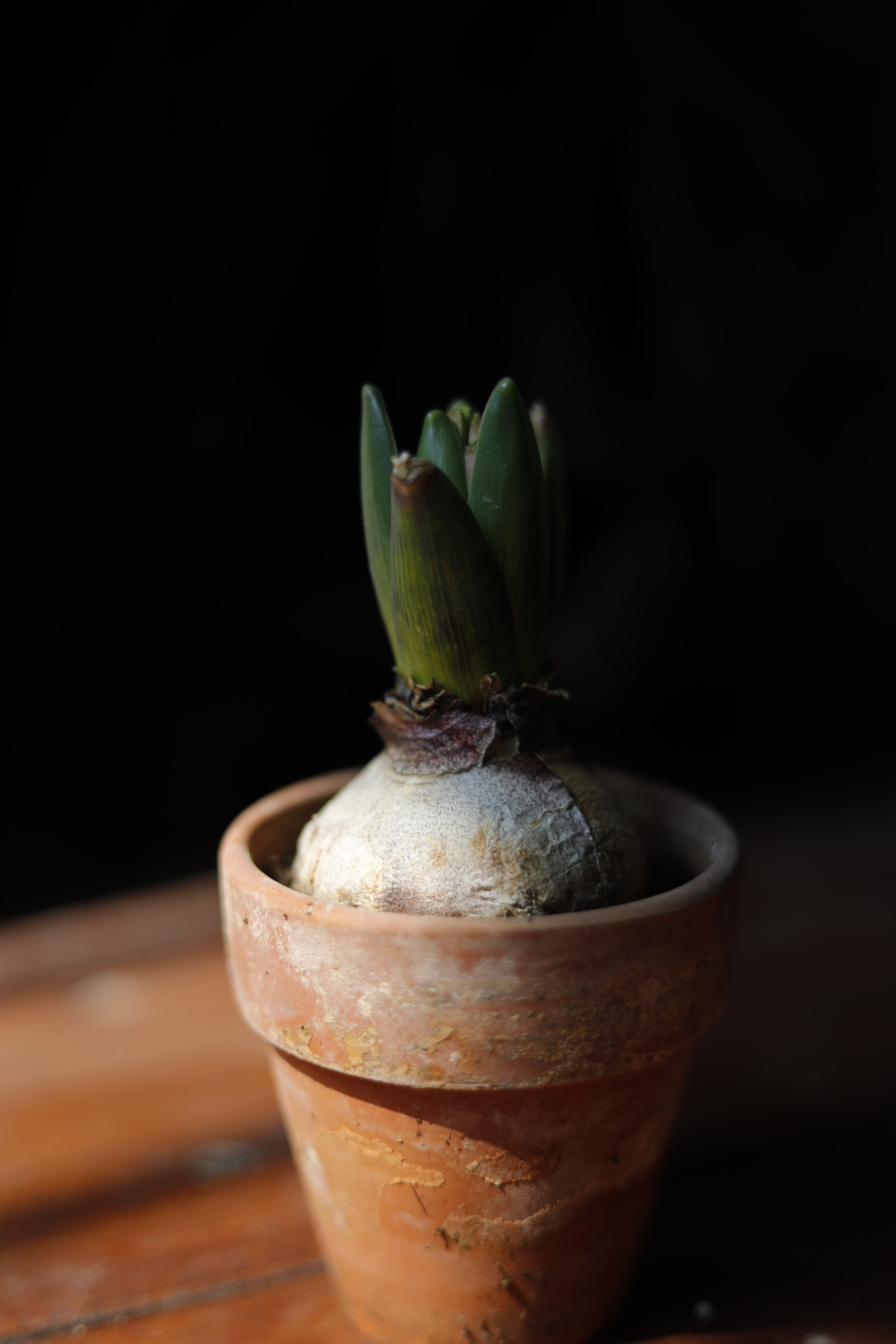 Canon EF 50mm F1.8 STM sample photo. Untitled photography