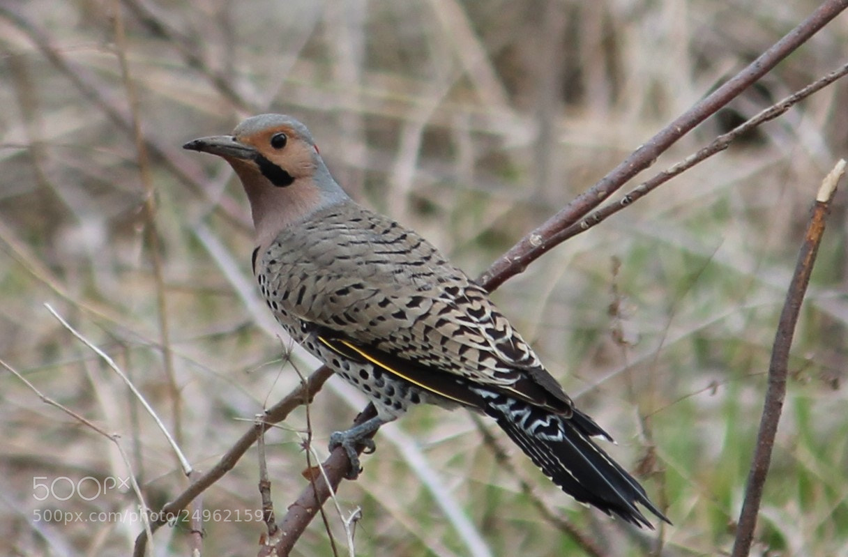 Canon EOS 600D (Rebel EOS T3i / EOS Kiss X5) sample photo. Northern flicker photography