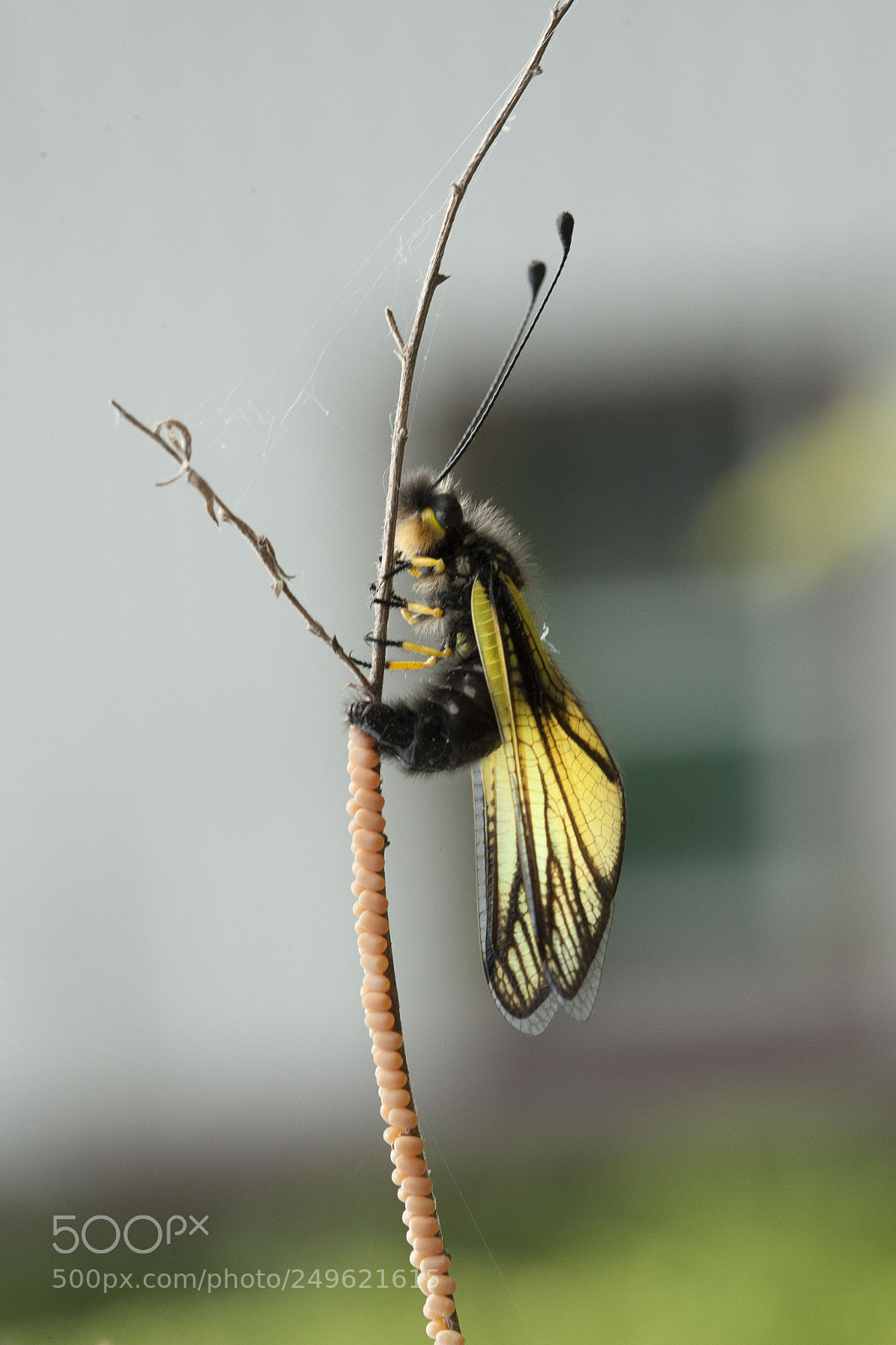 Canon EOS-1D Mark III sample photo. Xo photography