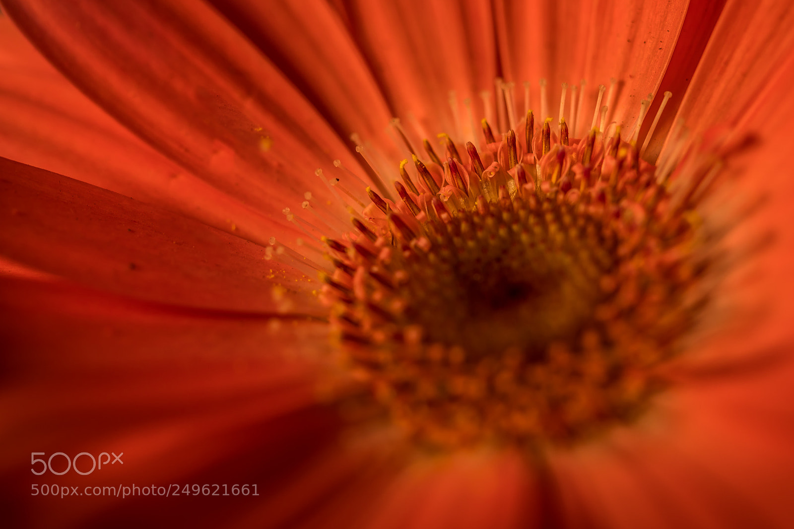 Canon EOS 5D Mark IV sample photo. Close orange photography