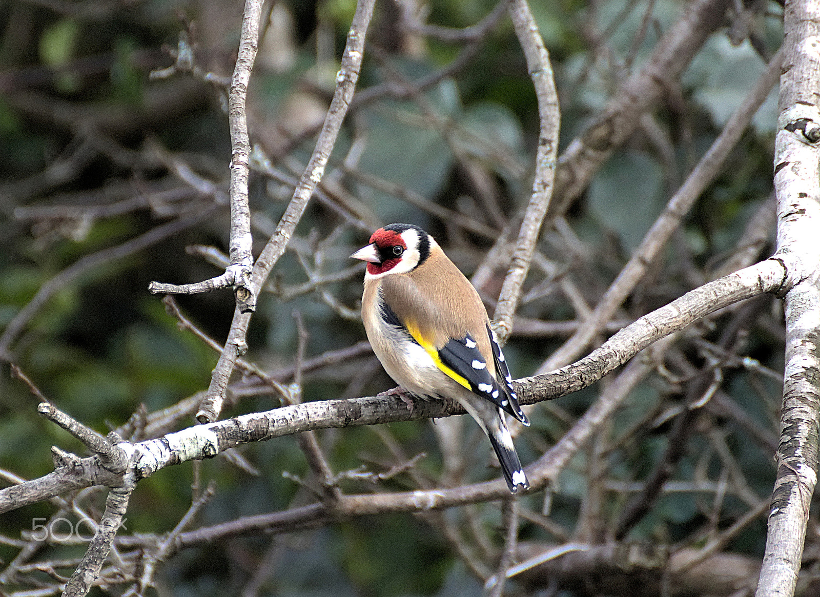 Tamron SP 70-300mm F4-5.6 Di VC USD sample photo. Gold finch photography