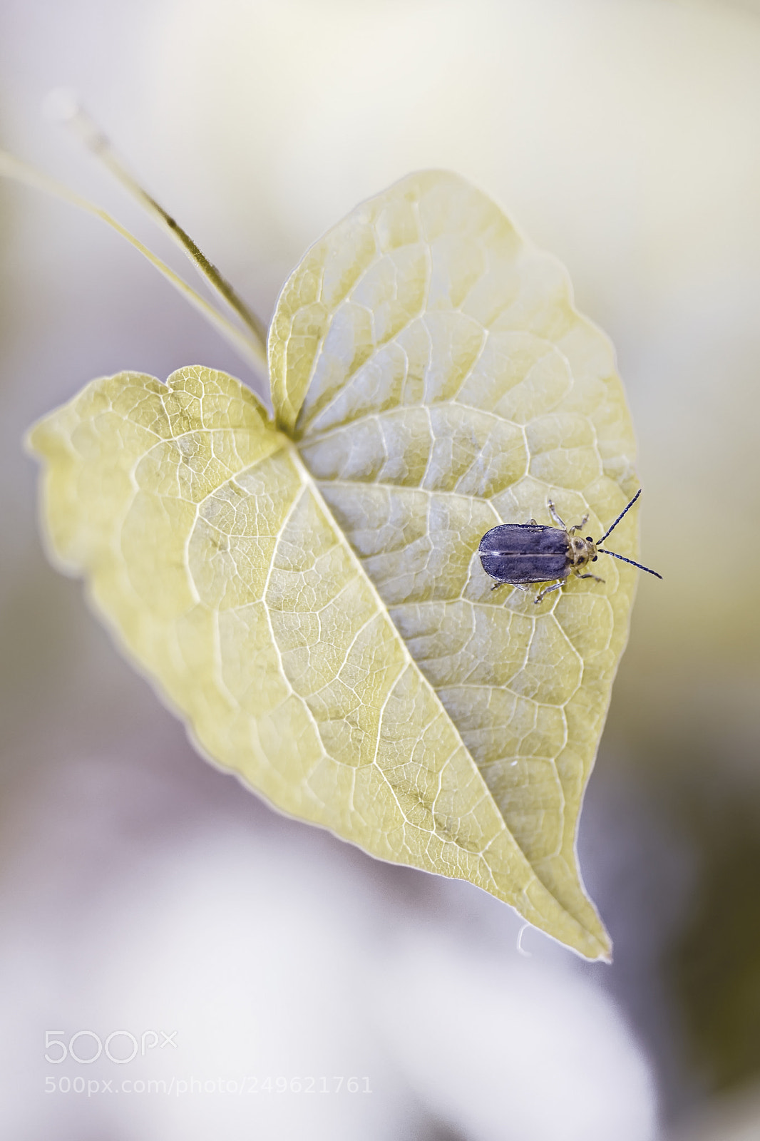Nikon D500 sample photo. Insecto photography