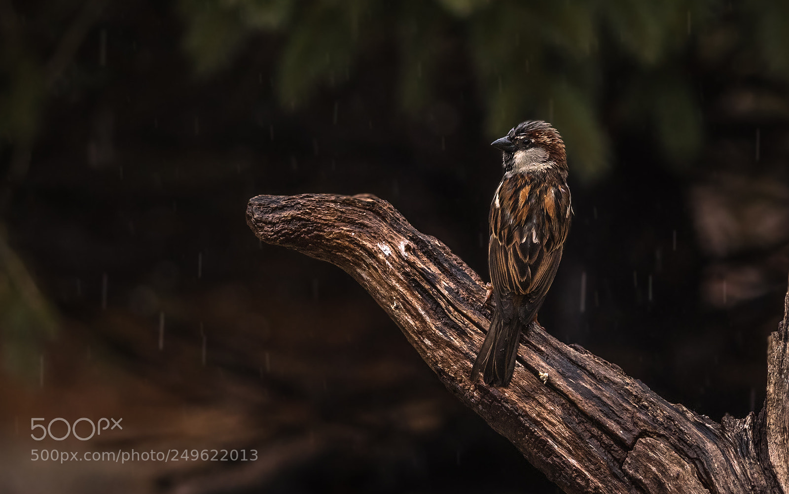 Nikon D500 sample photo. House sparrow in spring photography