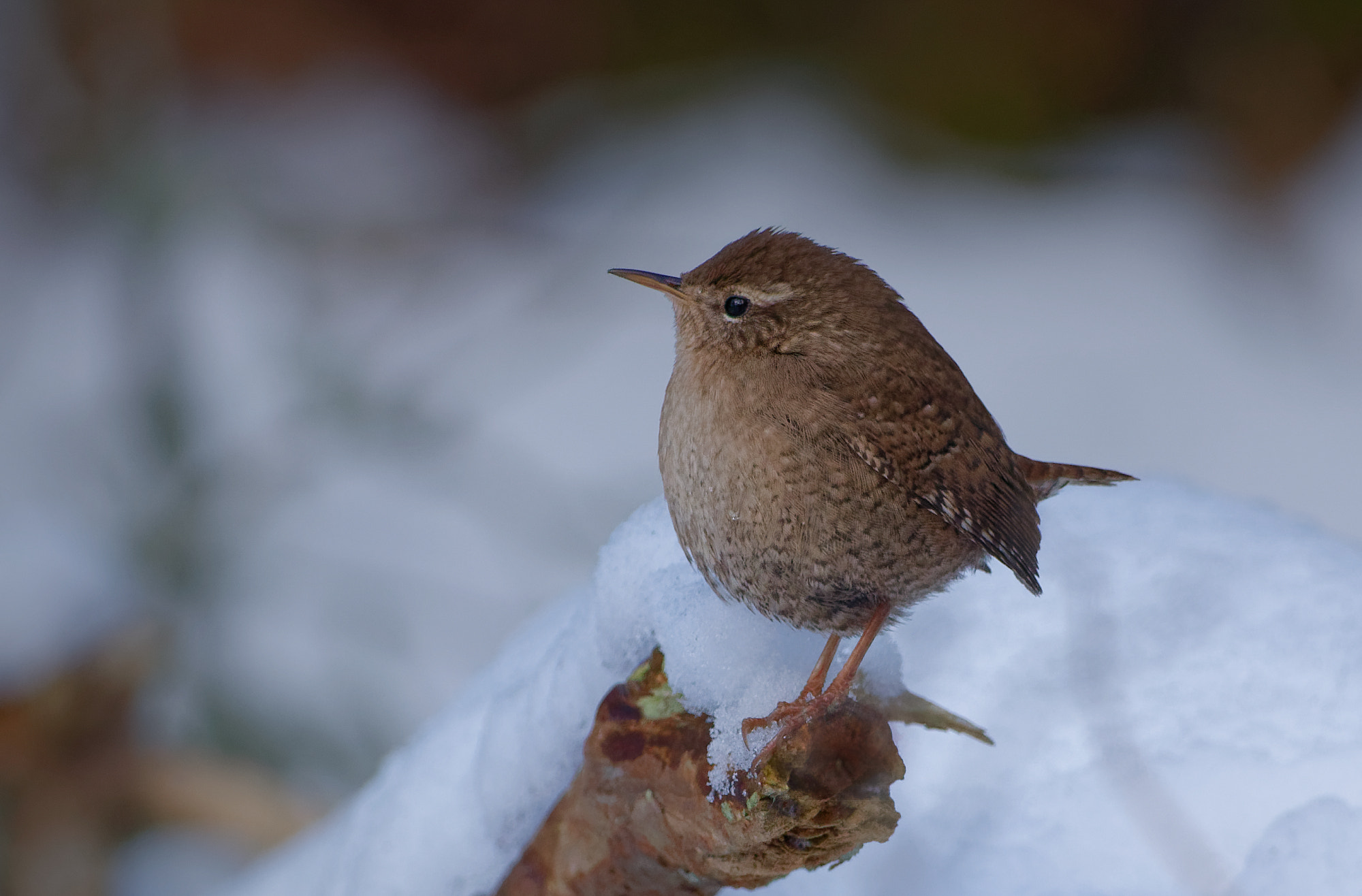 Nikon D5600 + Sigma 150-600mm F5-6.3 DG OS HSM | C sample photo. Eurasian wren (troglodytes troglodytes) photography