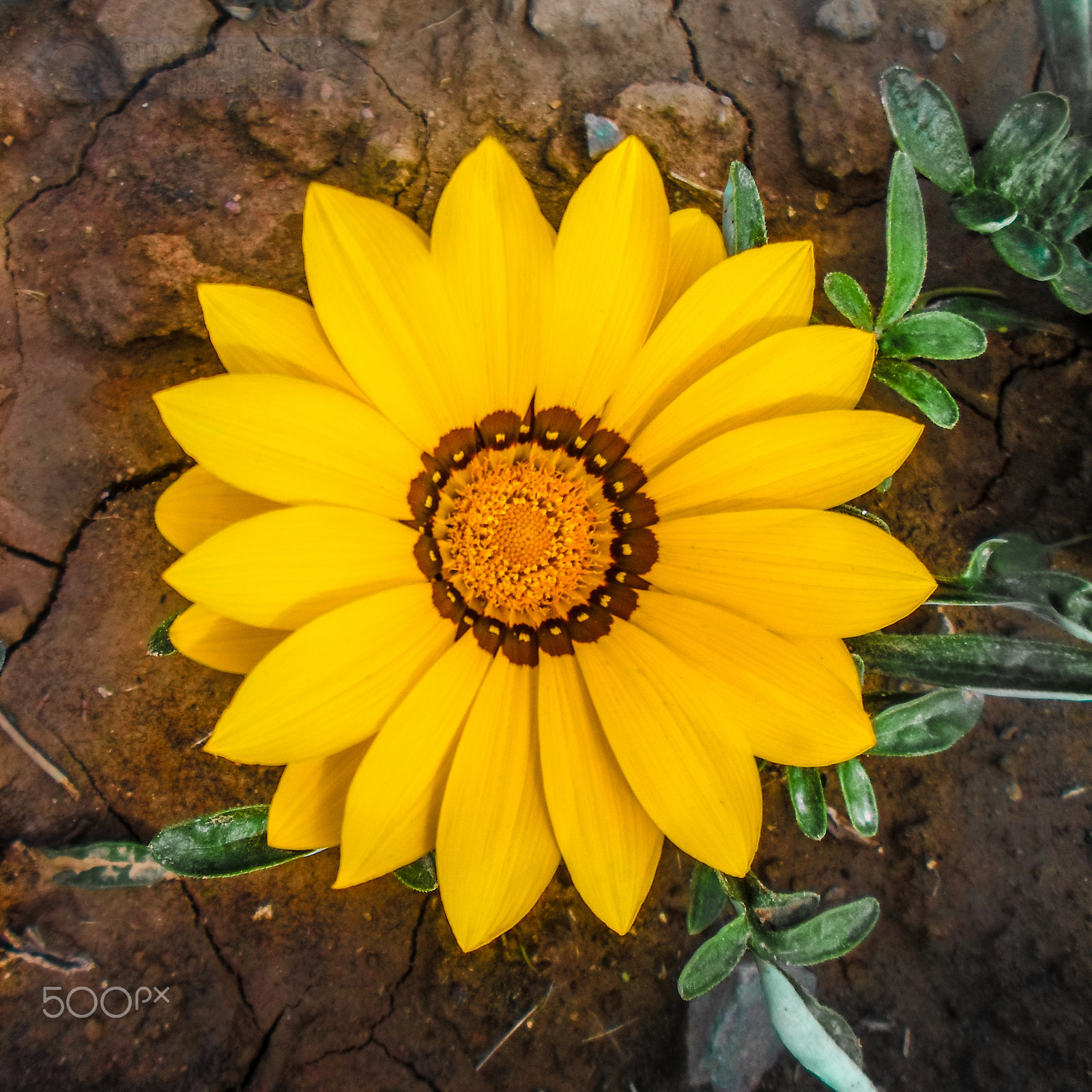 Samsung ST66 / ST68 sample photo. Yellow daisy flower photography