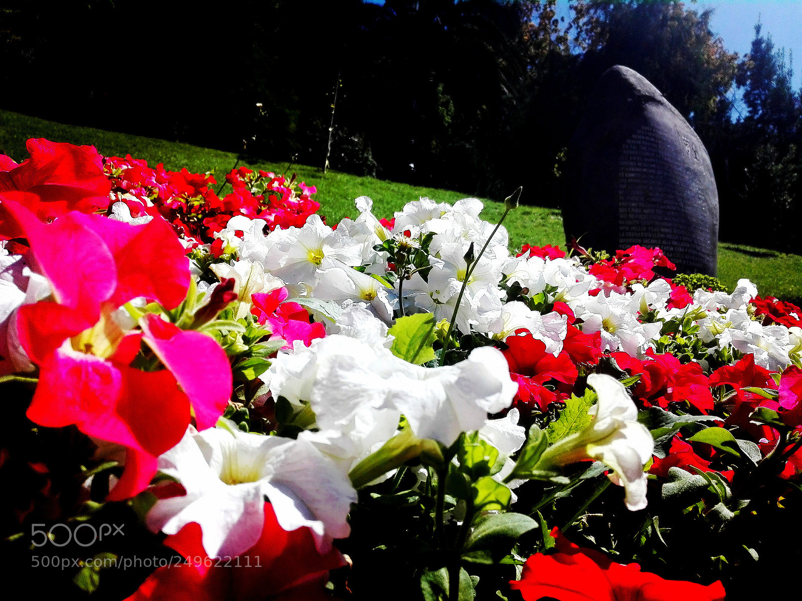 HUAWEI Y6II sample photo. Flores santa lucia photography