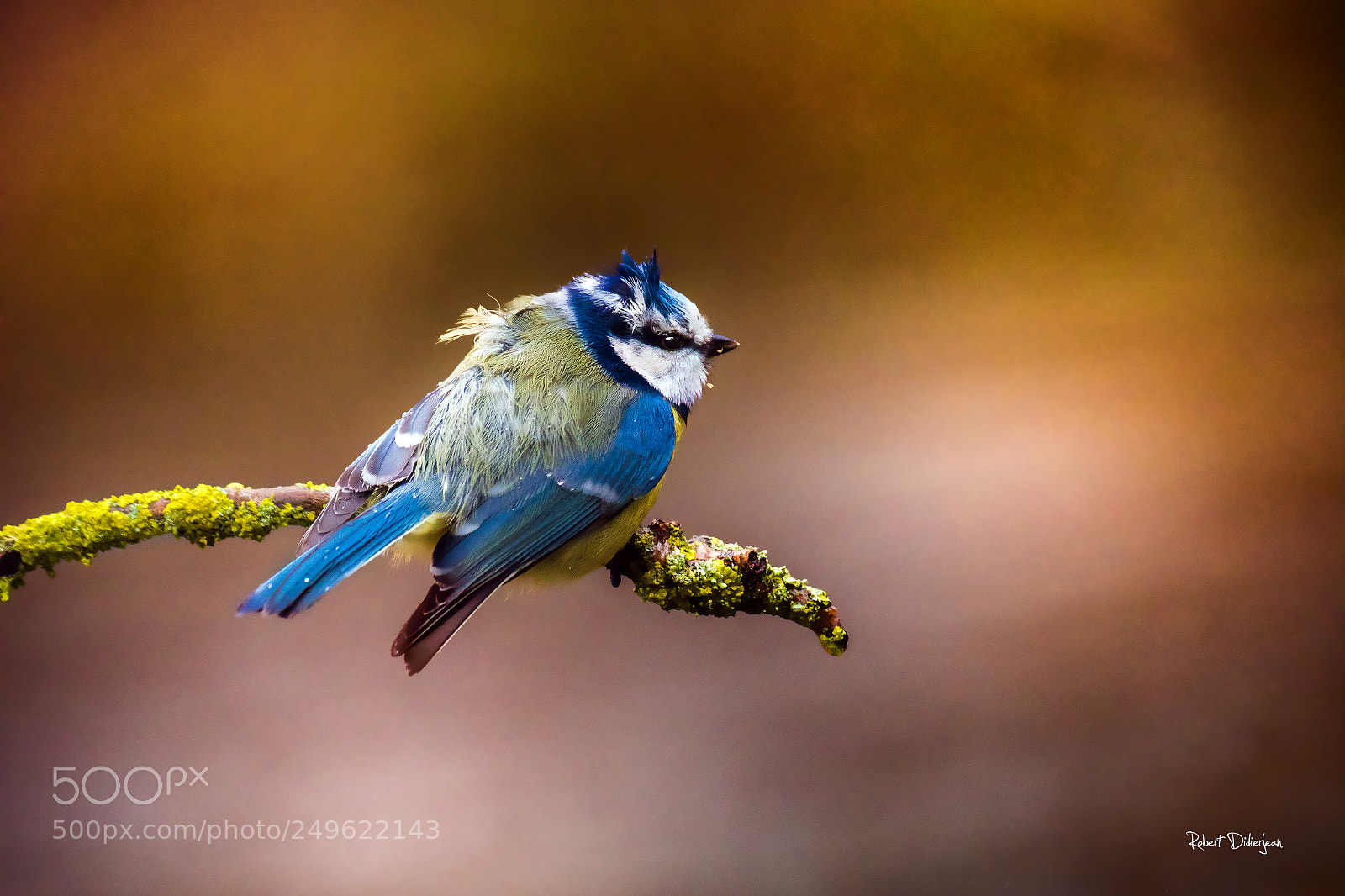 Nikon D810 sample photo. Blue tit in the photography