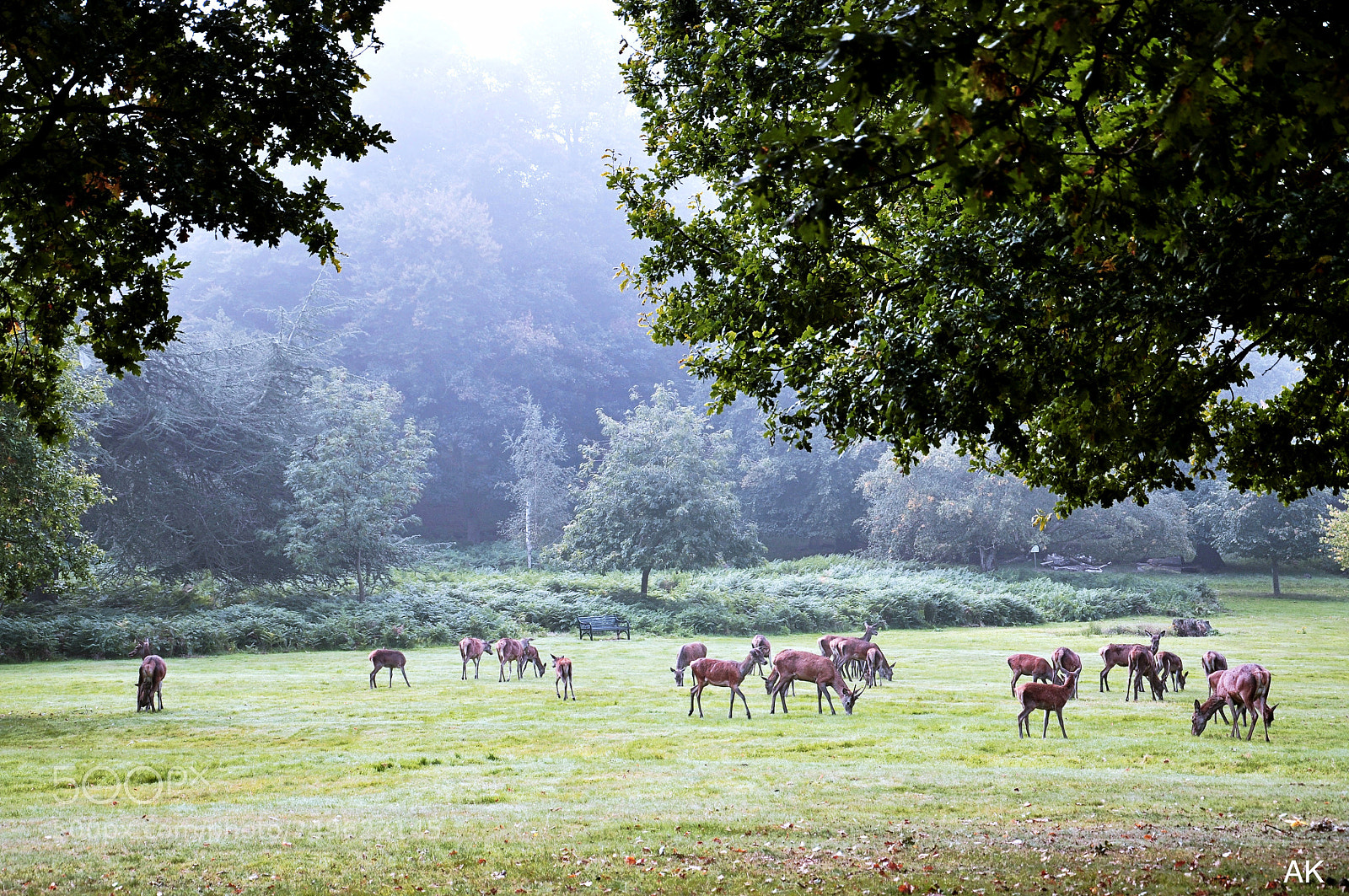 Nikon D90 sample photo. Wollaton park deer photography