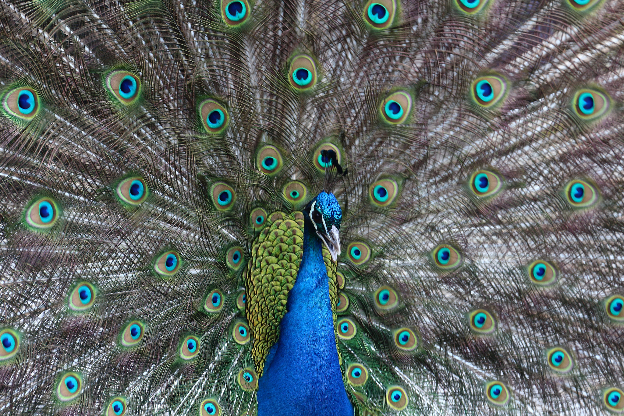 Canon EOS 1200D (EOS Rebel T5 / EOS Kiss X70 / EOS Hi) sample photo. Peacock photography
