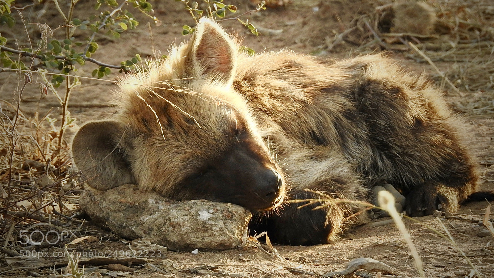 Nikon Coolpix P900 sample photo. Hyena cub photography
