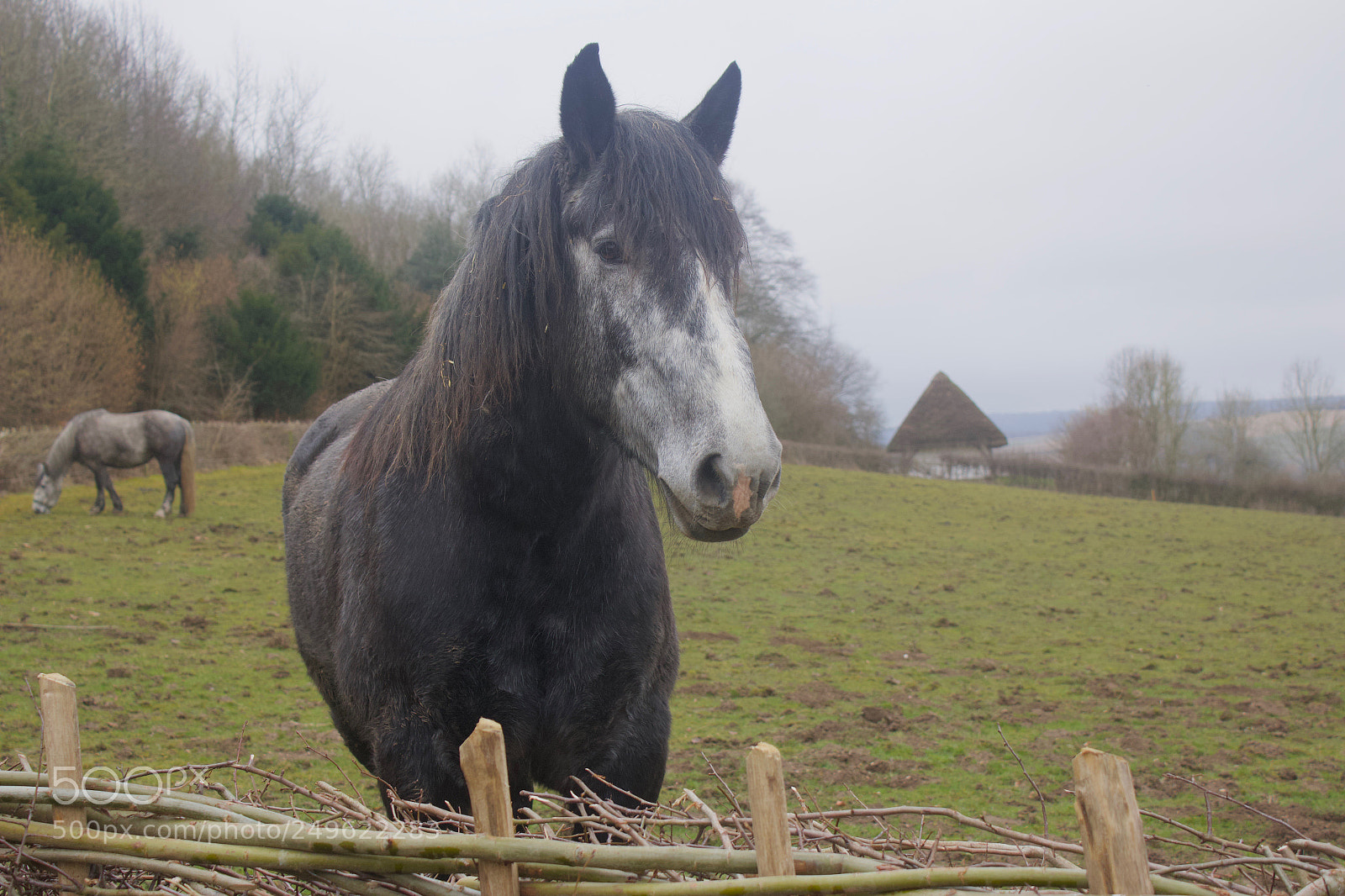 Canon EOS 70D sample photo. Horse photography