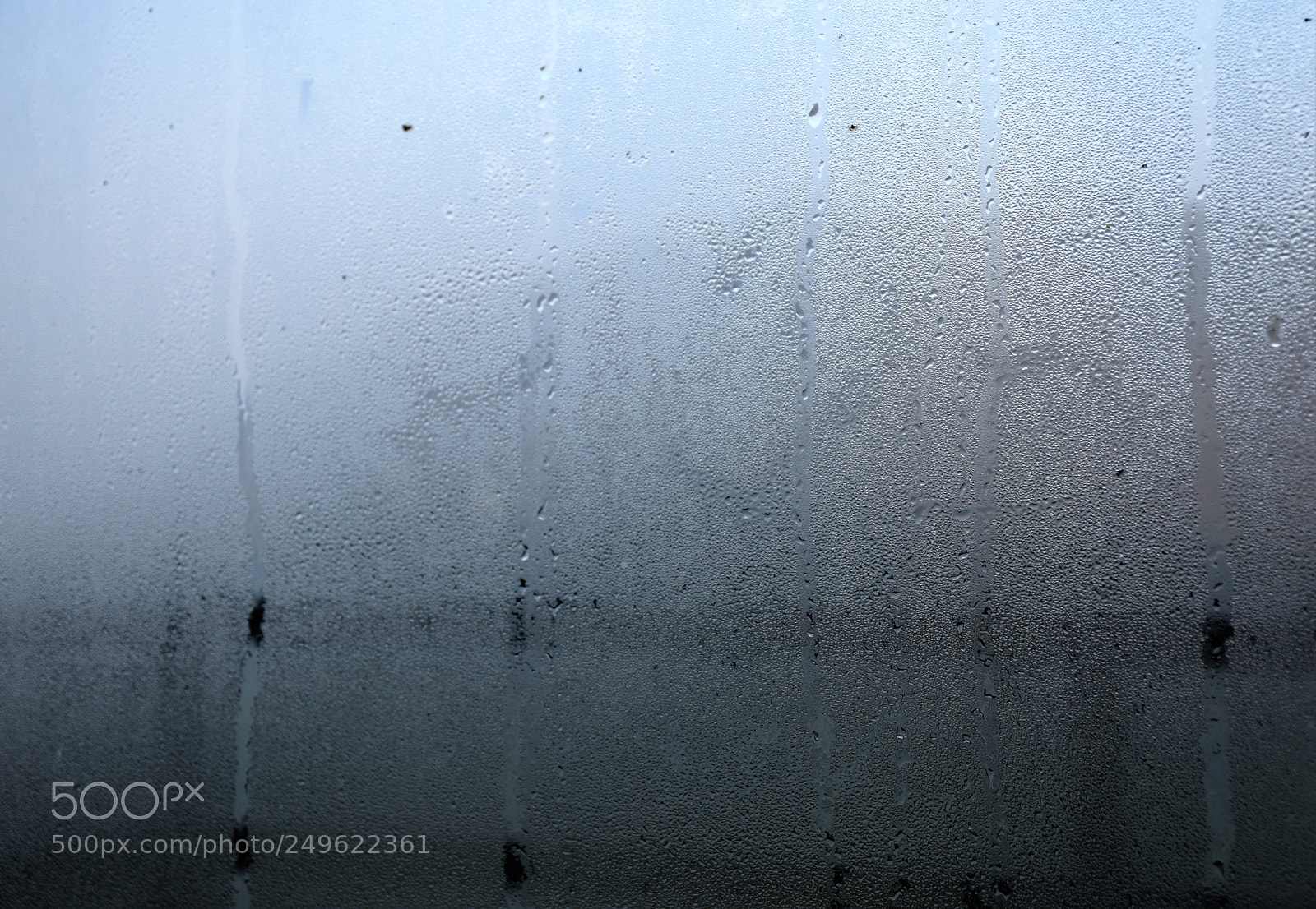 Nikon D5600 sample photo. Dew drops photography