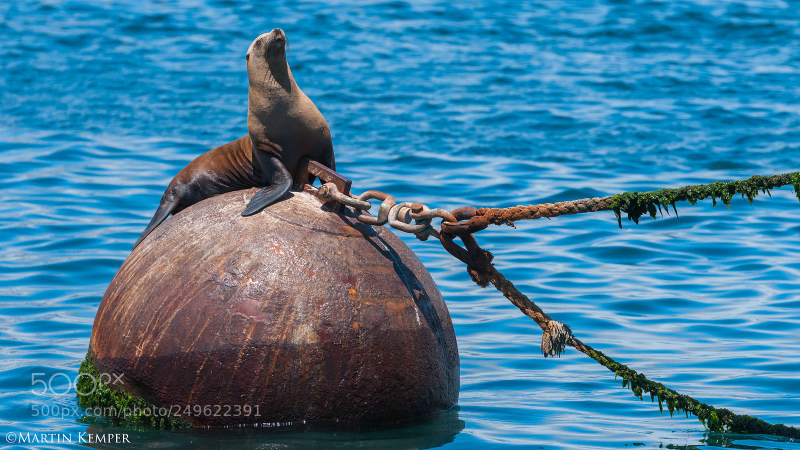 Nikon D300S sample photo. Sunbathing california sea lion photography