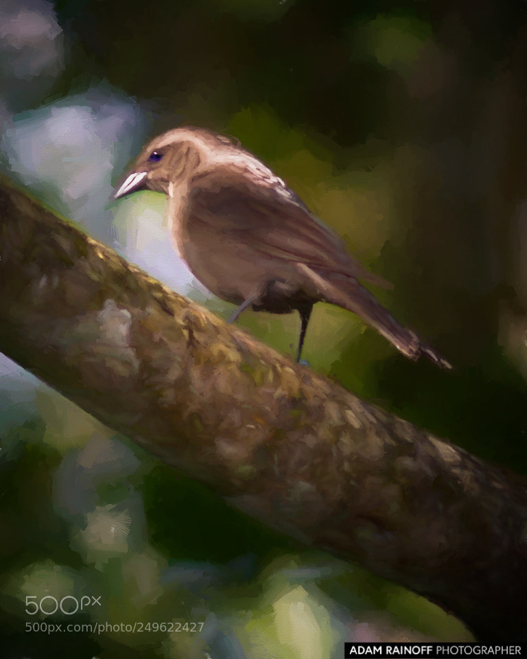 Canon EOS 70D sample photo. Female shiny cowbird photography