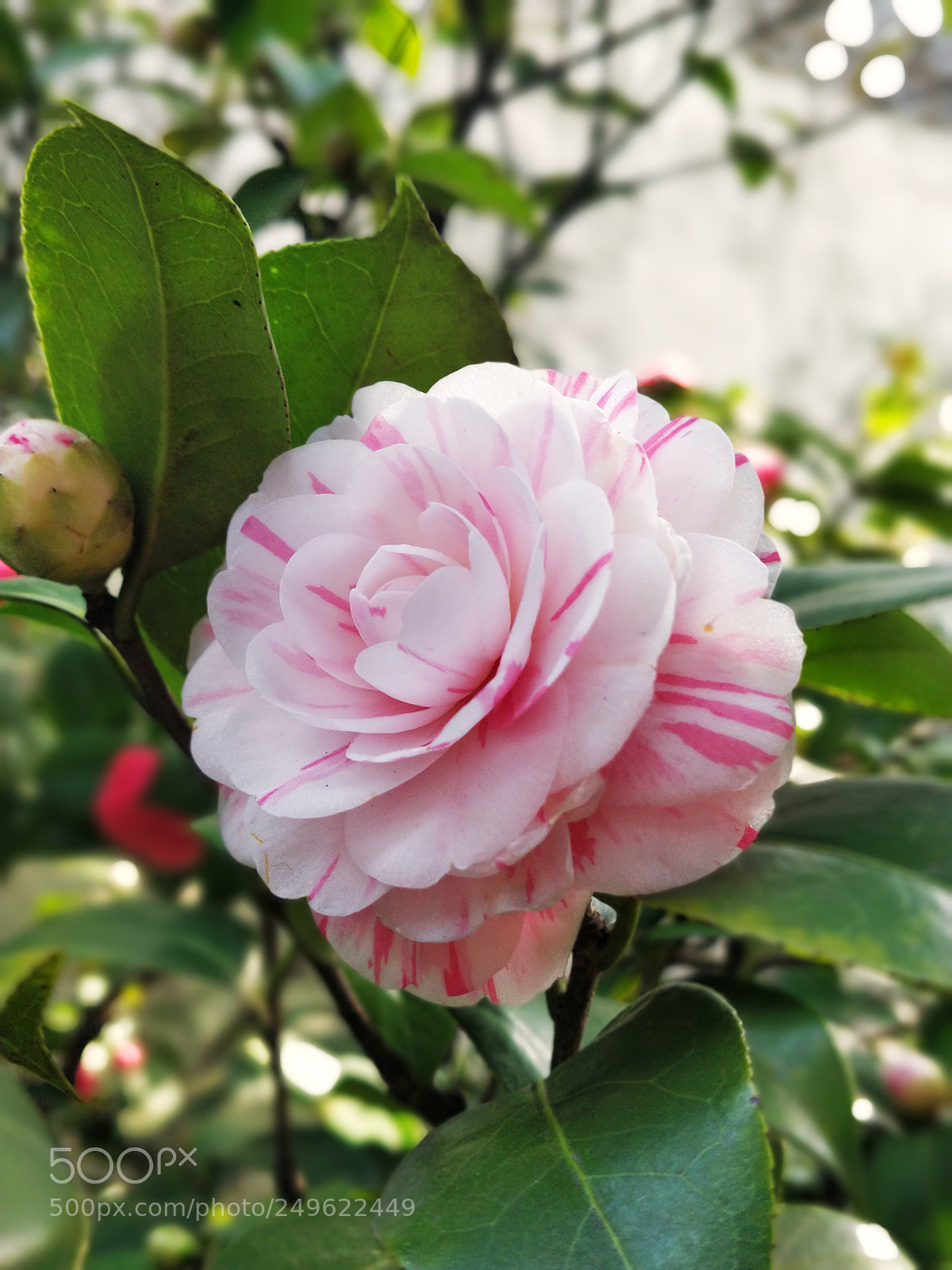 OnePlus 5 sample photo. Camellia photography