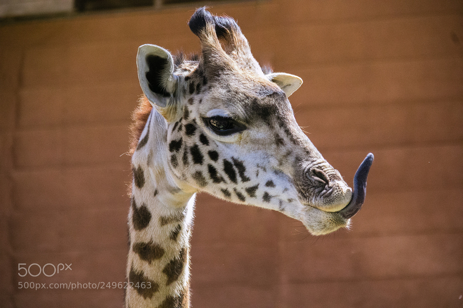 Canon EOS 60D sample photo. Giraffe tongue photography