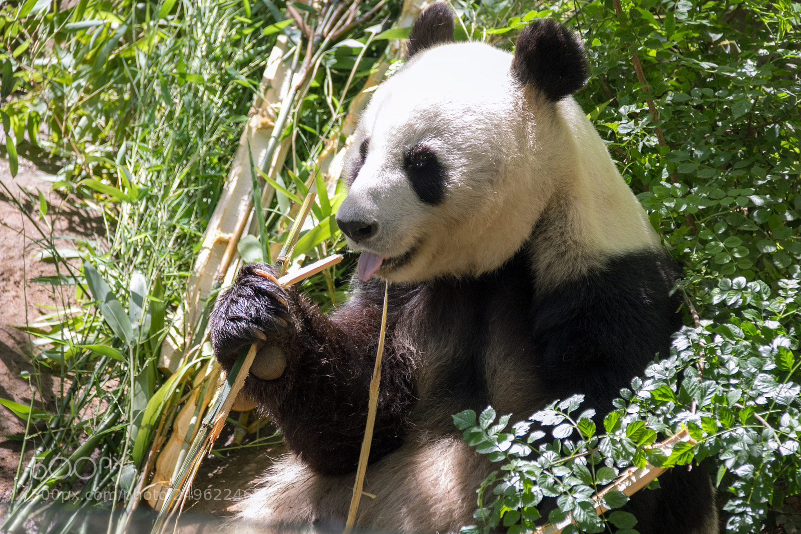 Canon EOS 60D sample photo. Hungry panda photography