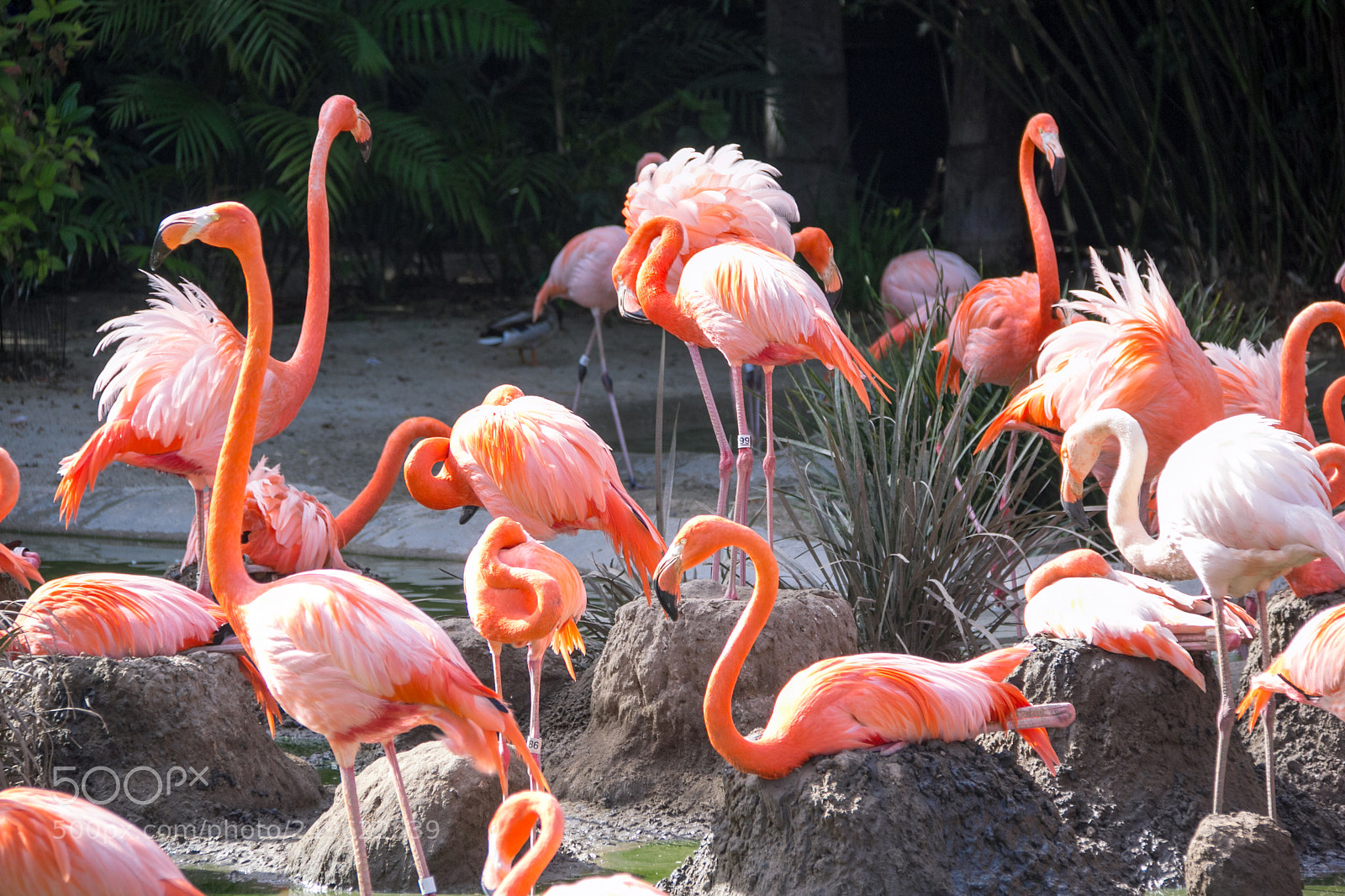 Canon EOS 60D sample photo. All the flamingos photography