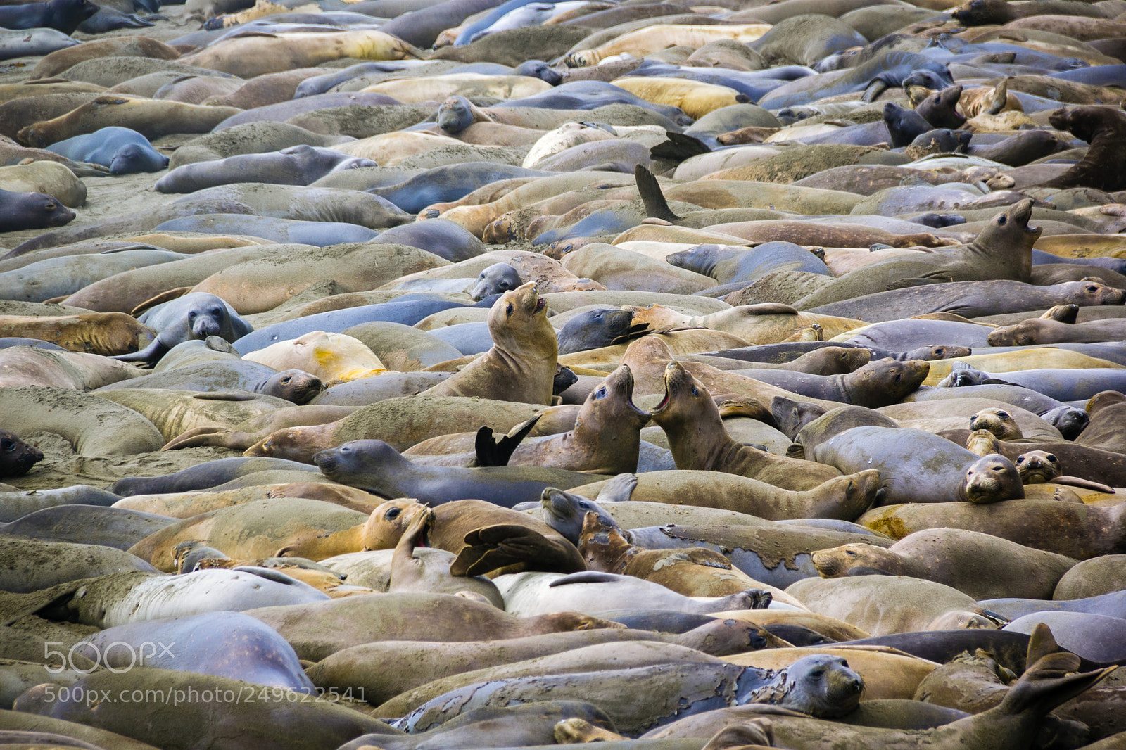 Canon EOS 60D sample photo. Elephant seal party photography