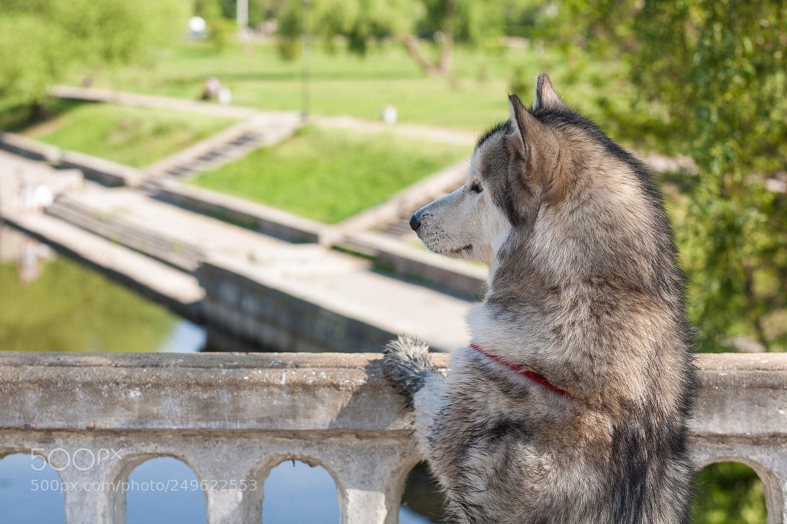 Canon EOS 5D sample photo. Cute dog photography