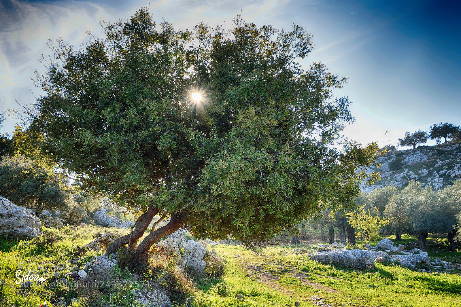 Nikon D3300 sample photo. Evening sun behind a photography