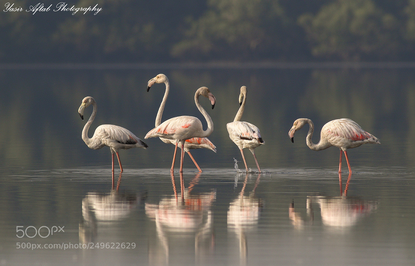Canon EOS 7D Mark II sample photo. Flamingos photography