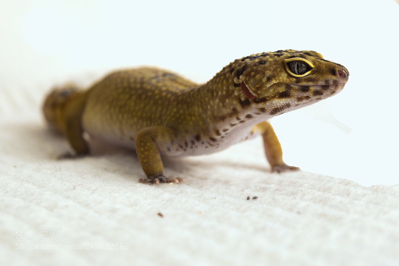 Nikon D3300 sample photo. Lizard photography