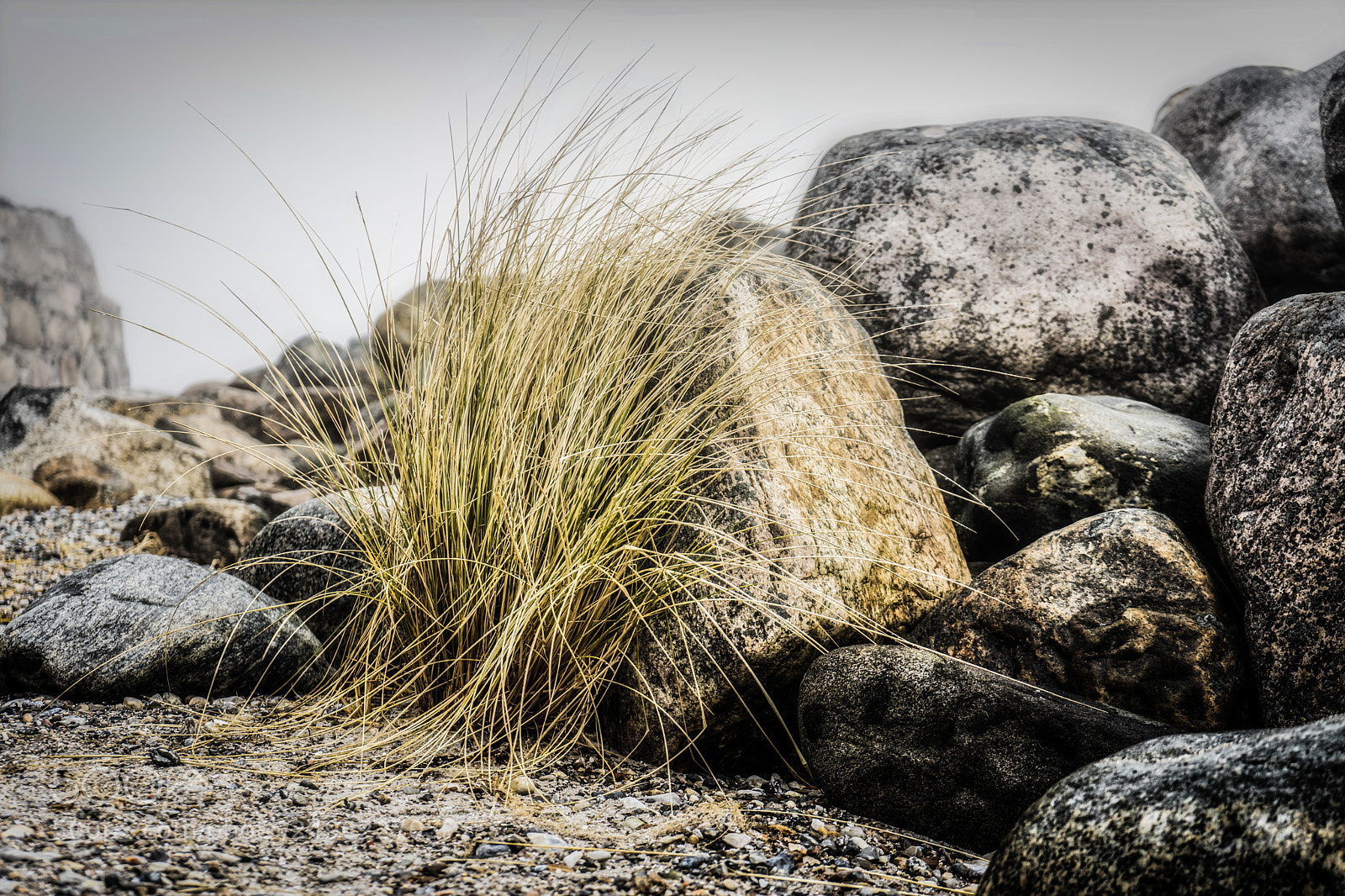 Sony a7 sample photo. X photography