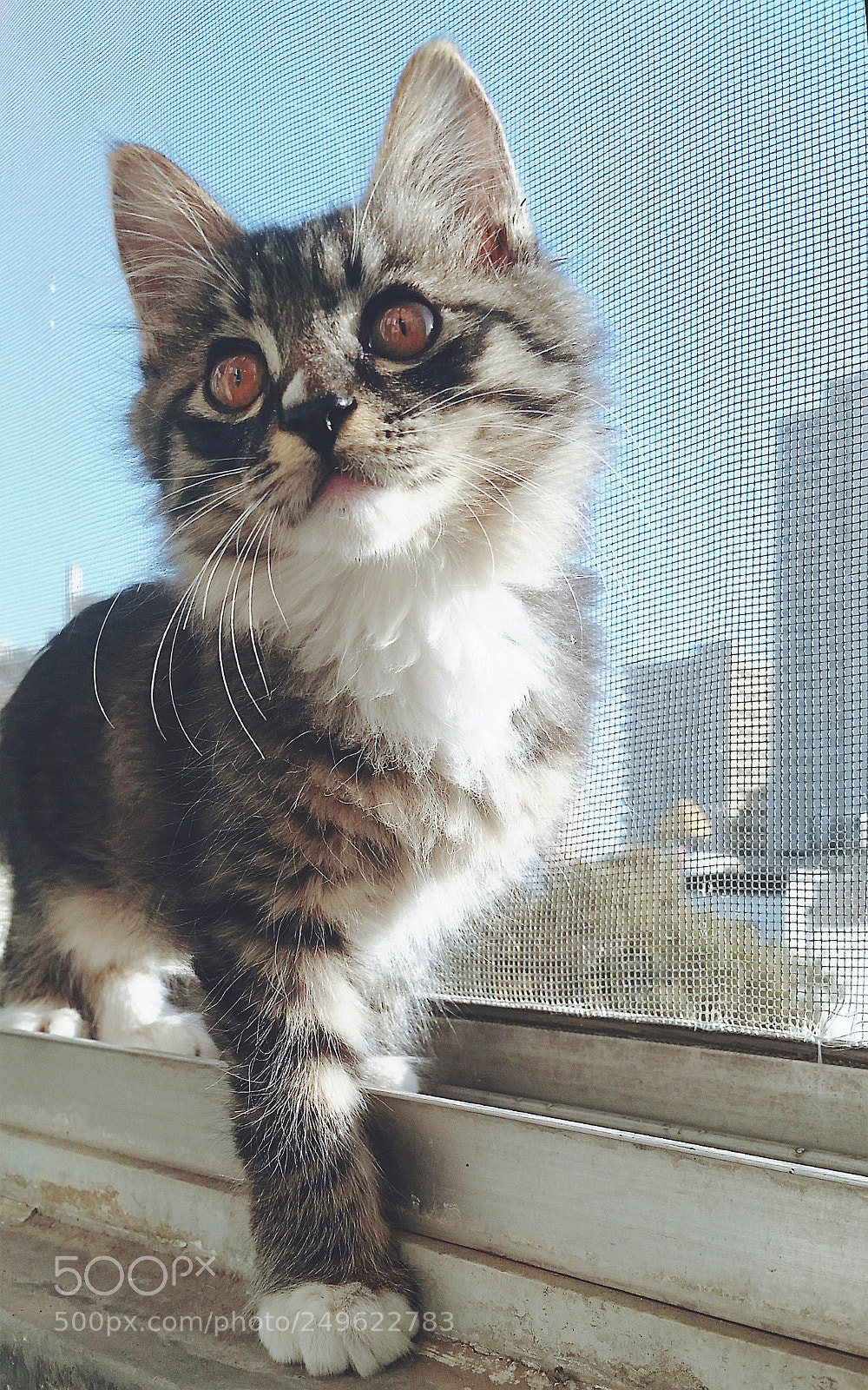 Samsung Galaxy S5 sample photo. A proud kitten photography